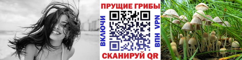 кракен зеркало  Гудермес  Псилоцибиновые грибы MAGIC MUSHROOMS  купить  сайты 